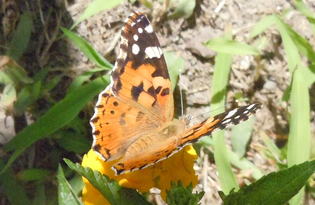 Vanessa cardui